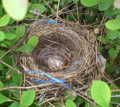 Egg in Nest