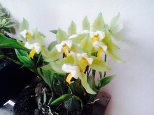 11403149_1110126909002349_4527314134720219218_n