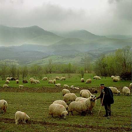sheep Shepherd 1