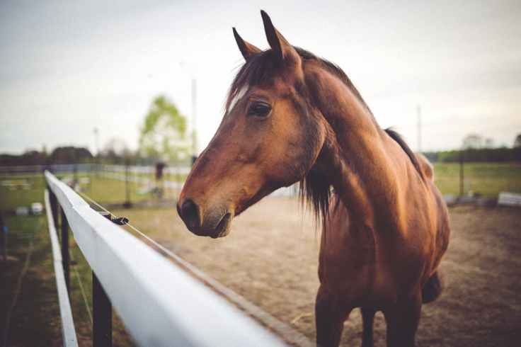 animal-brown-horse.jpg